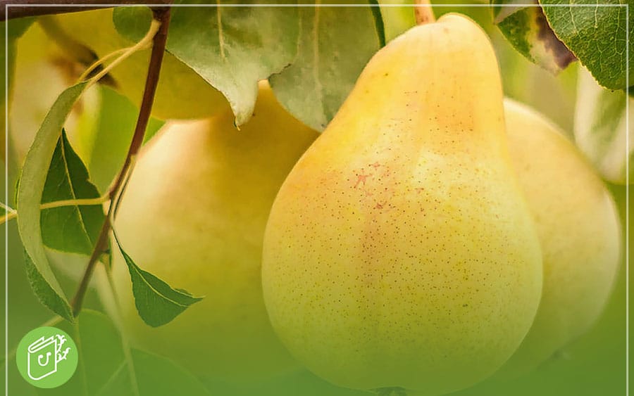 بهترین نهال گلابی برای مناطق سردسیر [مقایسه ارقام برتر]